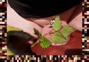 Chastity Stinging Nettles CBT