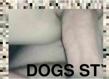 dogs style hard fack/ rakam gijurad jimaoba shuagame