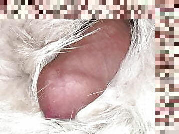 Coyote fur pelt masturbation, with cum