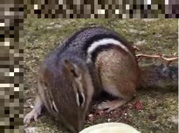 A lovely chipmunk eating chips